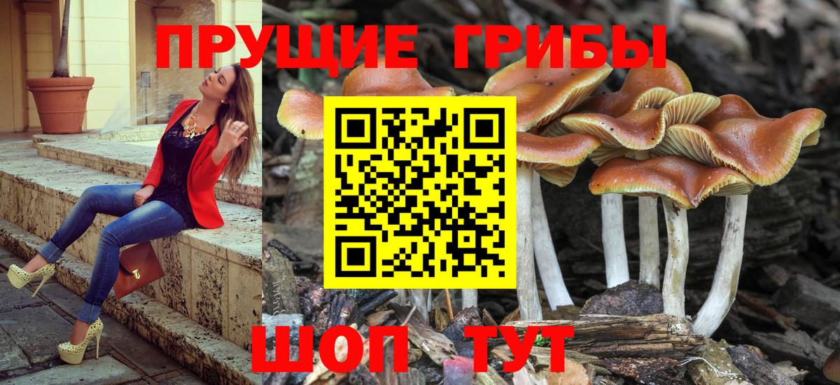 Лесной  Псилоцибиновые грибы MAGIC MUSHROOMS  Вход с VPN 